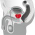 You2Toys - Prostatamassasjeapparat - roterende prostata vibrator (svart)