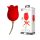 Pretty Love Rose Lover - 2-i-1 tunge klitorisvibrator (rød)